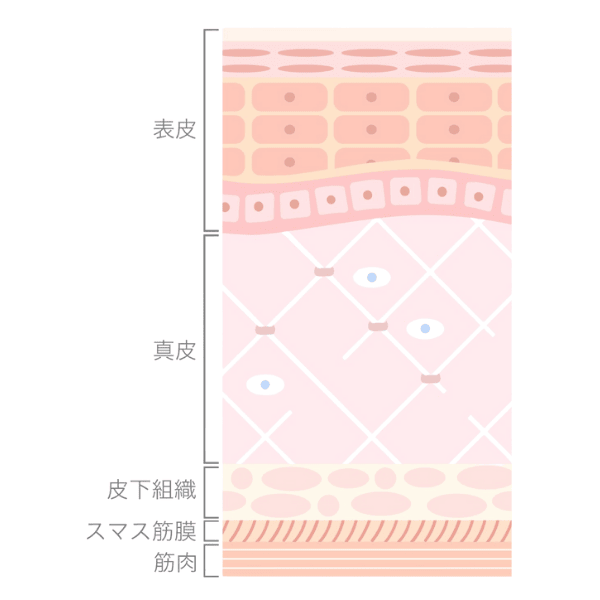 皮膚の構造とレイヤーズ治療の概念図